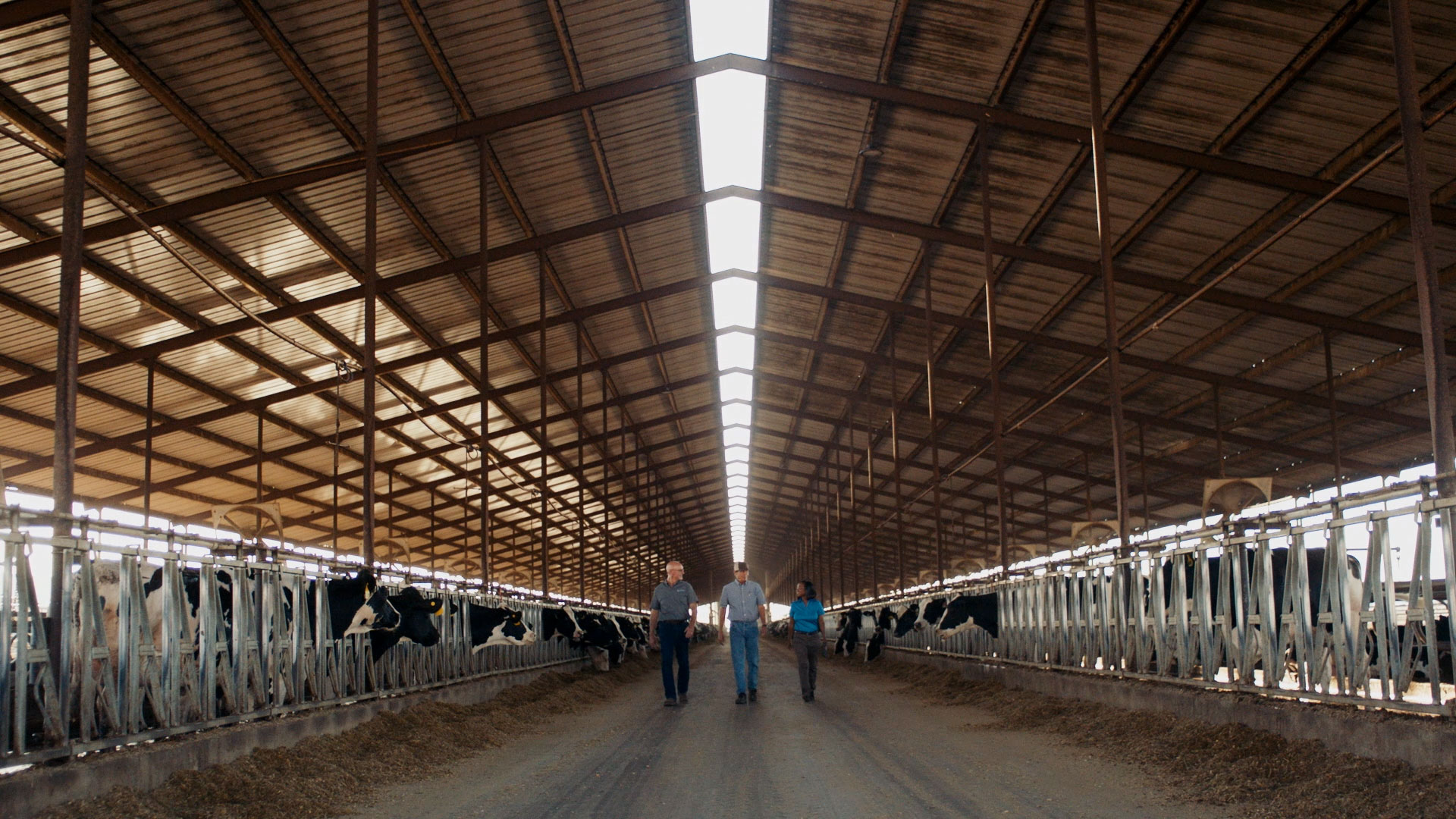 image of a bar with cows and three farmers
