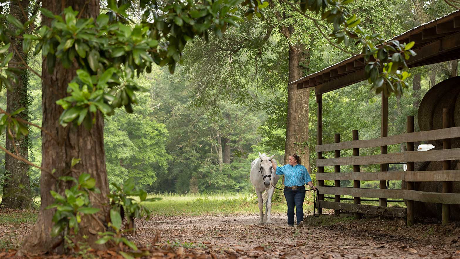 rebecca dallas walking the horse name techron