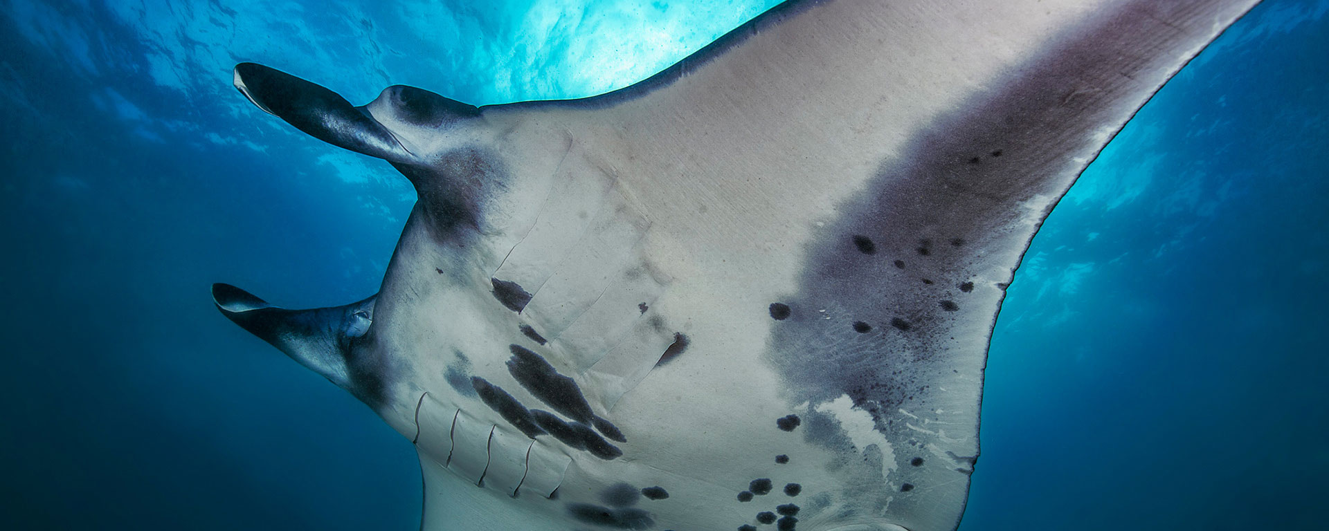 Saving the reef manta rays of Maratua Island