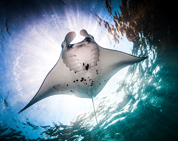 Manta rays