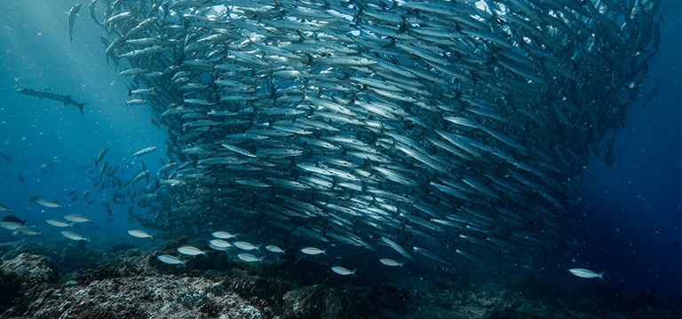 Maratua’s marine biodiversity is threatened