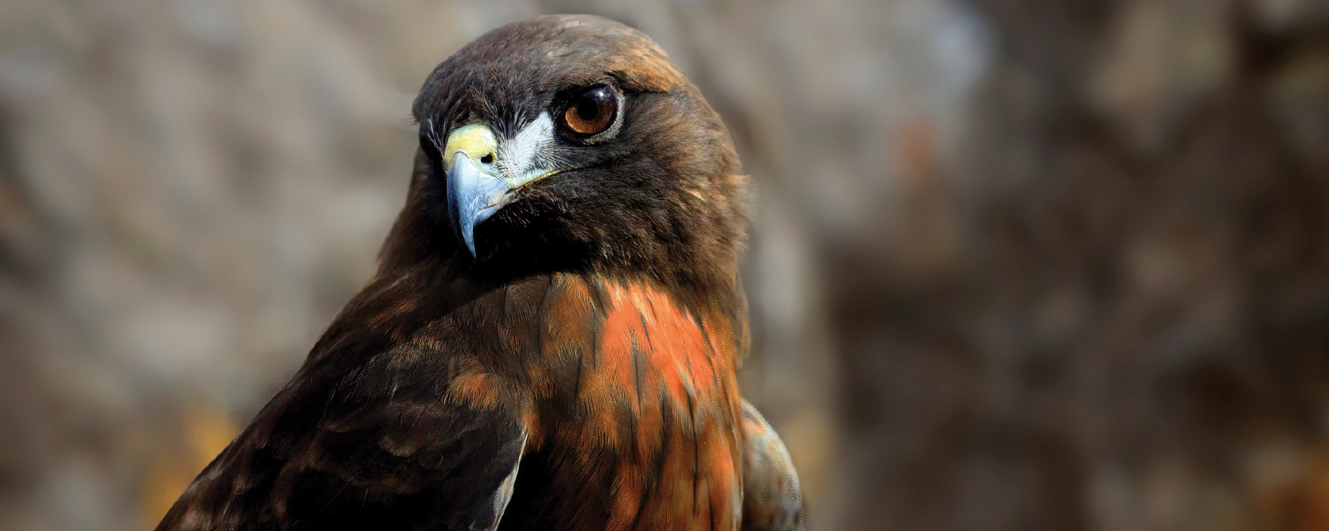 Wild Files: Red-Tailed Hawks of North America