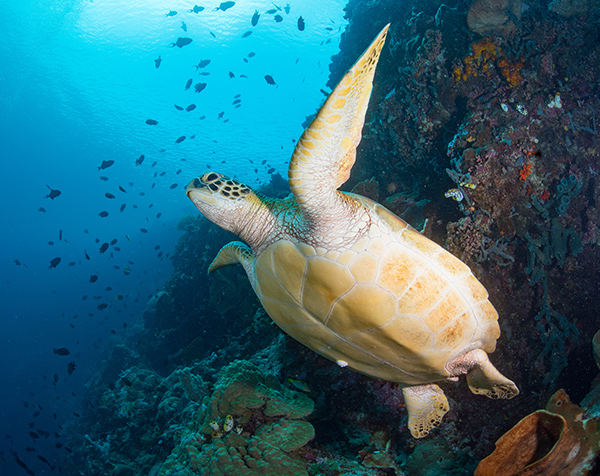 Yas Marina implements conservation programs to protect the endangered green sea turtles of Maratua Island