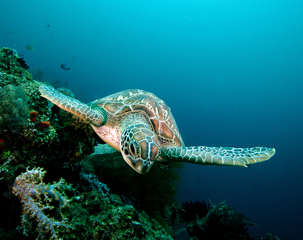 Yas Marina works to protect endangered green sea turtles, habitats and ecosystems