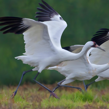 wild files whooping cranes