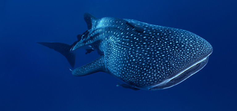 Whale shark