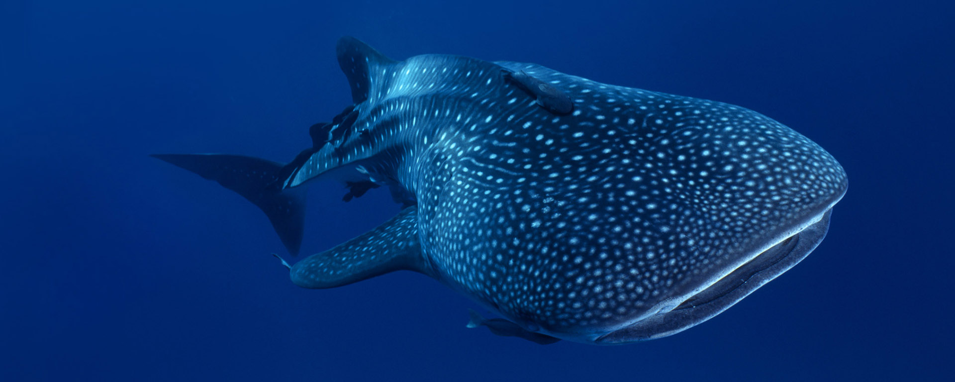 Whale shark