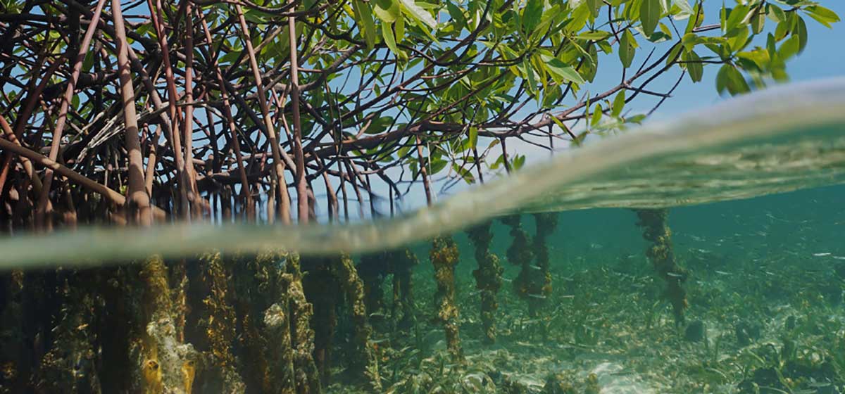 Water, Yas Marina recognizes the importance of biodiversity conservation